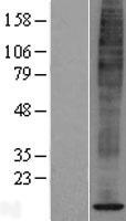 ls028972 spcs1 human over expression lysates nm 014041 wb testing 1