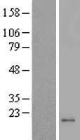 MRPL42 Human Over-expression Lysates NM_014050