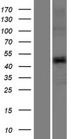 ls028983 tmprss11e human over expression lysates nm 014058 wb testing 1