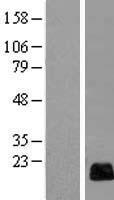C13orf15 (RGCC) Human Over-expression Lysates NM_014059