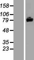 ls028990 aste1 human over expression lysates nm 014065 wb testing 1
