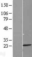 ls028998 mrpl13 human over expression lysates nm 014078 wb testing 1