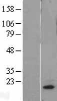 ls029074 mrpl18 human over expression lysates nm 014161 wb testing 1
