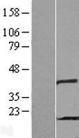 PHPT1 Human Over-expression Lysates NM_014172