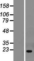 ls029087 thyn1 human over expression lysates nm 199297 wb testing 2