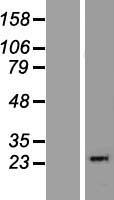 ls029087 thyn1 human over expression lysates nm 199298 wb testing 3