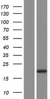 GRP (LGALSL) Human Over-expression Lysates NM_014181