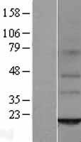 ORMDL2 Human Over-expression Lysates NM_014182