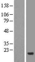 ls029097 cnih4 human over expression lysates nm 014184 wb testing 1