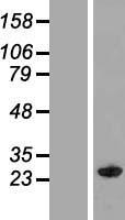 MOG1 (RANGRF) Human Over-expression Lysates NM_016492