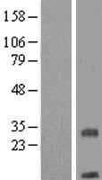 ls029100 tmem208 human over expression lysates nm 014187 wb testing 1