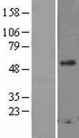 Secretogranin 3 (SCG3) Human Over-expression Lysates NM_013243