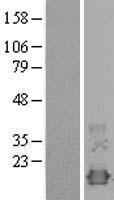 NXT1 Human Over-expression Lysates NM_013248