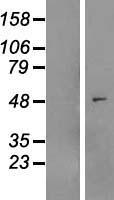 MYLIP Human Over-expression Lysates NM_013262