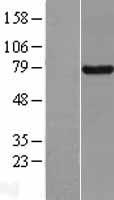 BRD7 Human Over-expression Lysates NM_013263