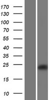 CLEC2D Human Over-expression Lysates NM_001004419