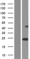 CLEC2D Human Over-expression Lysates NM_001197317