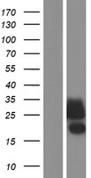 CLEC2D Human Over-expression Lysates NM_013269