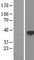 TSP50 (PRSS50) Human Over-expression Lysates NM_013270