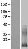 ls029124 galectin 13 lgals13 human over expression lysates nm 013268 wb testing 1