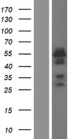 BLNK Human Over-expression Lysates NM_001114094