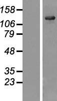 ls029761 usp25 human over expression lysates nm 013396 wb testing 1