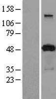 PACSIN3 Human Over-expression Lysates NM_016223