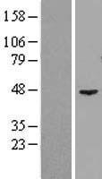 ls029789 gtpbp9 ola1 human over expression lysates nm 013341 wb testing 1