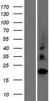 C2orf27 (C2orf27A) Human Over-expression Lysates NM_013310