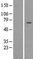 AP4 (REPIN1) Human Over-expression Lysates NM_001099696
