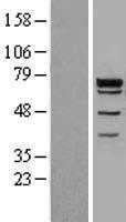 Grainyhead like protein 1 homolog (GRHL1) Human Over-expression Lysates NM_014552