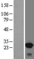 ls029887 snx10 human over expression lysates nm 013322 wb testing 1