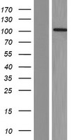 RBM15B Human Over-expression Lysates NM_013286
