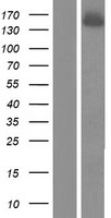 ls029894 cpsf1 human over expression lysates nm 013291 wb testing 1