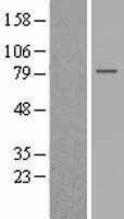 GPSM2 Human Over-expression Lysates NM_013296