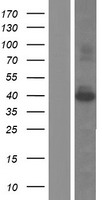 ls029901 sac3d1 human over expression lysates nm 013299 wb testing 1