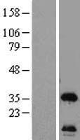 ls029902 c12orf24 fam216a human over expression lysates nm 013300 wb testing 1
