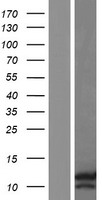 HIG2 (HILPDA) Human Over-expression Lysates NM_001098786
