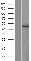 GMPPA Human Over-expression Lysates NM_205847