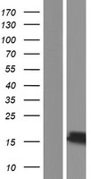 NENF Human Over-expression Lysates NM_013349