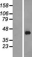 PURG Human Over-expression Lysates NM_013357