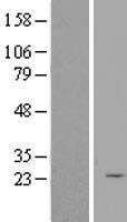 ls029946 sertad3 human over expression lysates nm 203344 wb testing 2