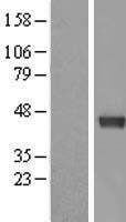 DNMT3L Human Over-expression Lysates NM_175867