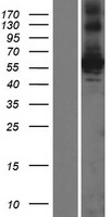ls029948 osgin1 human over expression lysates nm 013370 wb testing 1