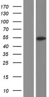 ls029948 osgin1 human over expression lysates nm 182981 wb testing 2