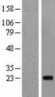 ls029949 il19 human over expression lysates nm 013371 wb testing 1