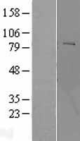 POMT2 Human Over-expression Lysates NM_013382