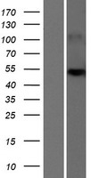 SLC25A24 Human Over-expression Lysates NM_213651