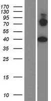 ls029964 prickle4 human over expression lysates nm 013397 wb testing 1