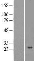 ls029965 c16orf5 cdip1 human over expression lysates nm 013399 wb testing 1